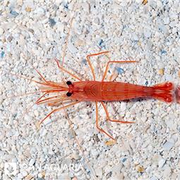 میگو پپرمینت ( pepermint shrimp )