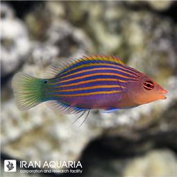 راس شش خط ( Six line wrasse )