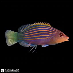 راس شش خط ( Six line wrasse )