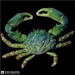 امرالد کرب ( emerald crab )