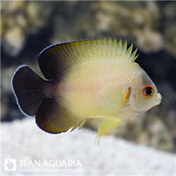 فرشته ماهی ورولیکی  ( Half Black Angelfish )