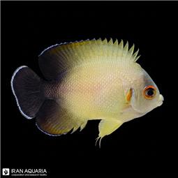 فرشته ماهی ورولیکی  ( Half Black Angelfish )