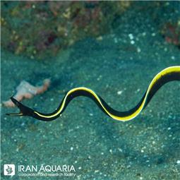 مار ربان مشکی ( Blcak rebbon eel )