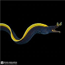 مار ربان مشکی ( Blcak rebbon eel )