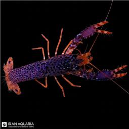 ریف لابستر ( Reef lobster )