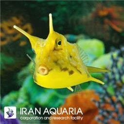 گاو ماهی زرد ( Longhorn cowfish )