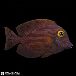 کول تانگ چشم زرد ( Kole yellow eye tang )