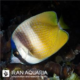 پروانه ماهی کلین ( Sunburst butterflyfish )