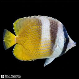 پروانه ماهی کلین ( Sunburst butterflyfish )