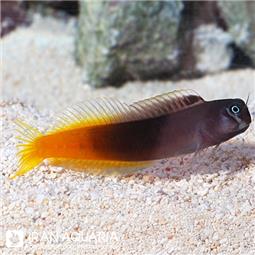 بلنی بایکالر ( Bicolor blenny )