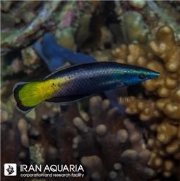 راس کلینر دو رنگ ( Bicolor Cleanr Wrasse )