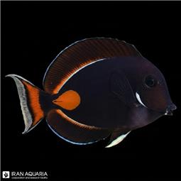 جراح آشیل ( Achilles tang )