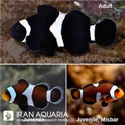 دلقک ماهی بلک اسلاریس ( black ocellaris clownfish )