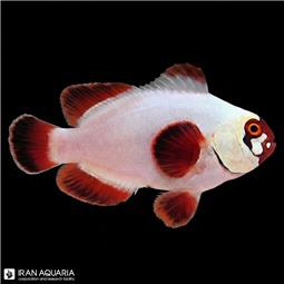 Gold Nugget Maroon Clownfish