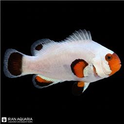 Platinum Clownfish