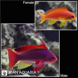 Lyretail Anthias