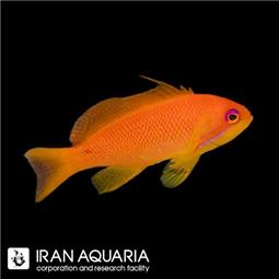 Lyretail Anthias