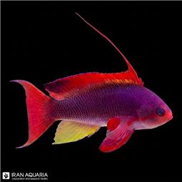 Lyretail Anthias