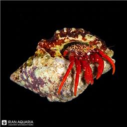 Scarlet Reef Hermit Crab