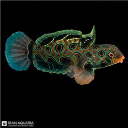 Spotted Mandarin