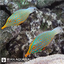 Harlequin Filefish