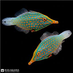Harlequin Filefish
