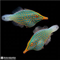 Harlequin Filefish