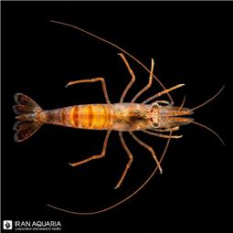Lysmata Kuekenthali