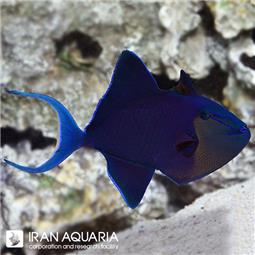 Niger Triggerfish