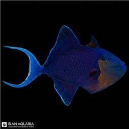 Niger Triggerfish