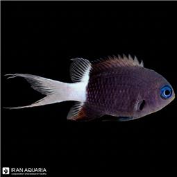 Black & White Chromis