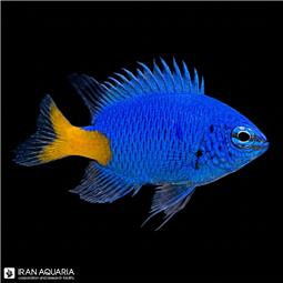 Yellowtail Damselfish