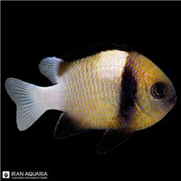 Cloudy Damselfish