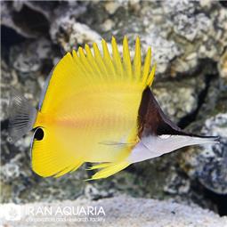 Longnose Butterflyfish