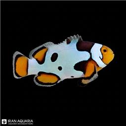 Picasso Clownfish
