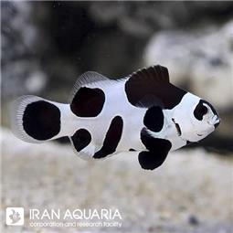 Black Storm Clownfish