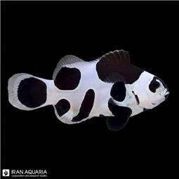 Black Storm Clownfish