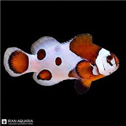 Orange Storm Clownfish