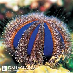 Blue Tuxedo Urchin