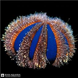 Blue Tuxedo Urchin