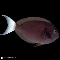 Thompson's Surgeonfish
