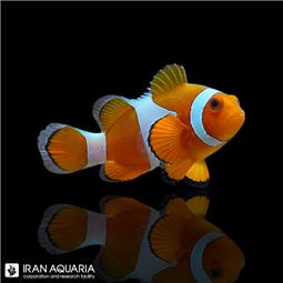 Ocellaris Clownfish