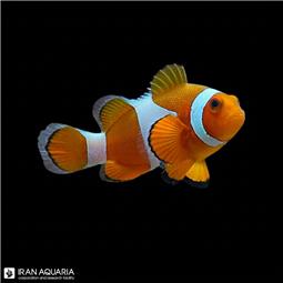 Ocellaris Clownfish