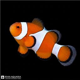 Ocellaris Clownfish