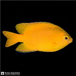 Lemon Damselfish
