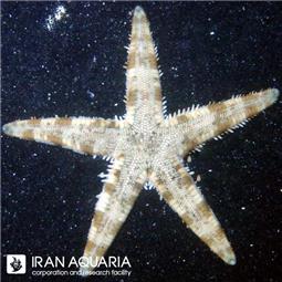 Sand Sifting Sea Star