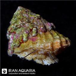 Astraea Turbo Snail