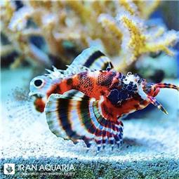 خروس ماهی فومانچو (Fu Manchu Lionfish)