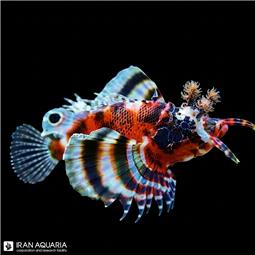 خروس ماهی فومانچو (Fu Manchu Lionfish)