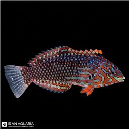 Ornate Leopard Wrasse